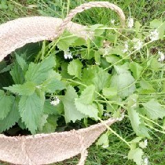 Spring Foraging Walk