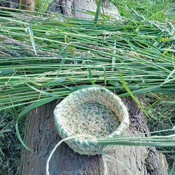 Wildcraft in Wandle Park